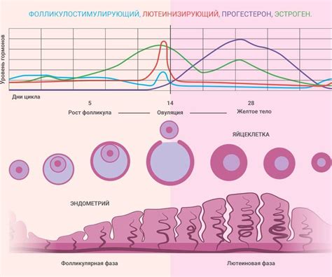 Важность регулярного менструационного цикла