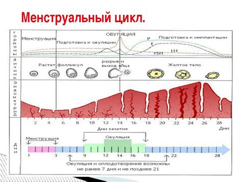 Важность сна и отдыха для регулярности менструального цикла