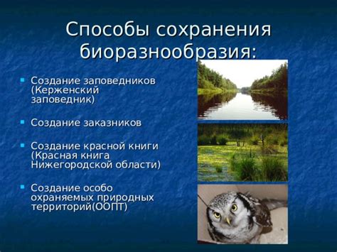 Важность сохранения муравейников для биоразнообразия