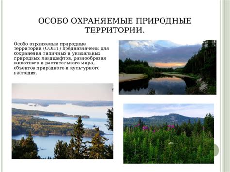Важность сохранения разнообразия растительного мира