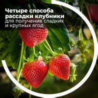 Важность удобрений для получения сладких ягод