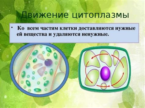 Важность цитоплазмы для организма