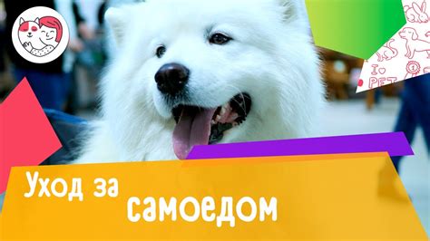 Важные аспекты ухода за самоедом на улице