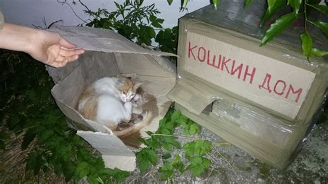 Важные вопросы о приеме котят в приют