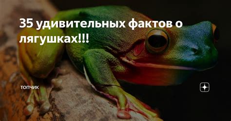 Важные детали о лягушках в игре