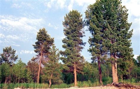 Важные моменты для успешной посадки и роста кедра