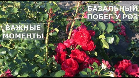 Важные моменты при защите роз от мороза: