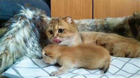 Важные моменты при передаче котенка новым владельцам