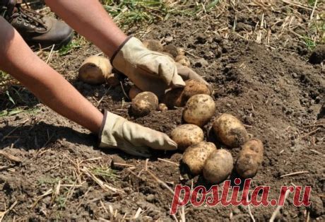 Важные моменты при сборе урожая