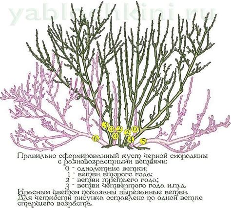 Важные нюансы при обрезке листьев смородины