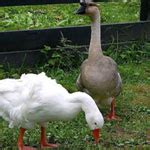 Важные советы и рекомендации по содержанию гусей без водоема