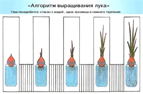 Важные этапы в изготовлении лука
