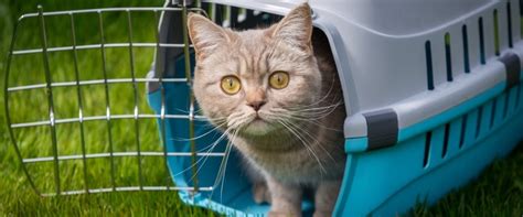 Варианты, которые подойдут вашему питомцу