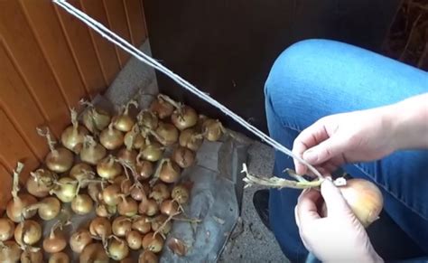 Варианты начала связывания ялтинского лука в косу