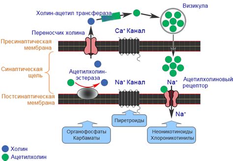 Веки: как работают, принципы работы и механизм действия
