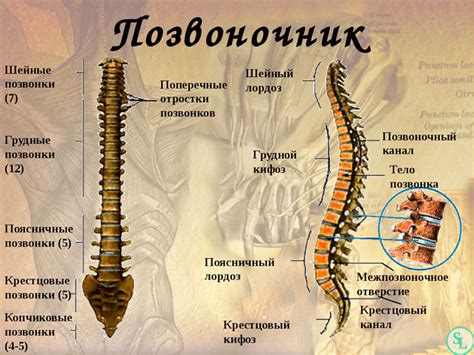 Верхняя часть позвоночника и воздействие на органы