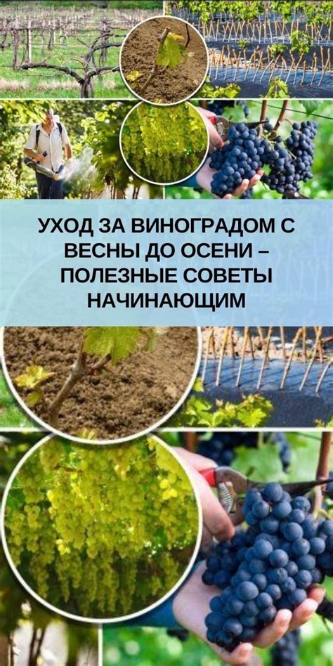 Весенний уход за диким виноградом: советы и рекомендации