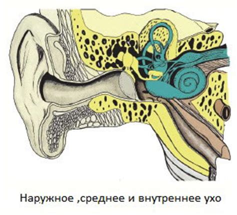 Вестибулярные нарушения: проблемы в ухе