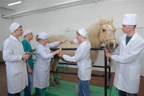 Ветеринарный осмотр и выдача паспорта