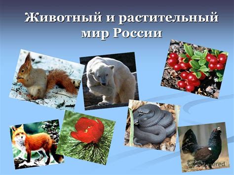Ветреный климат и его влияние на растительный и животный мир