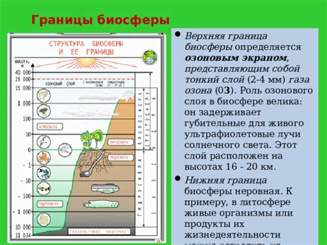 Взаимосвязь биосферы и атмосферы на границе