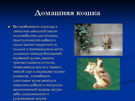 Взаимосвязь воспитания и поведения домашней кошки