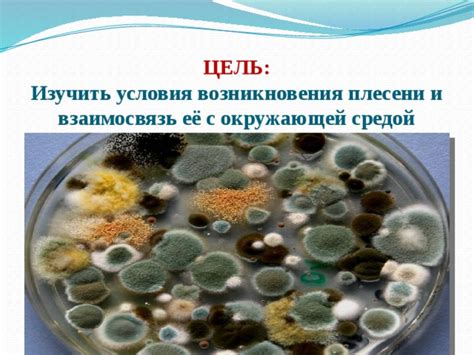 Взаимосвязь цвета гриба с окружающей средой