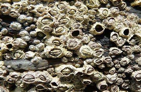 Виды морских организмов