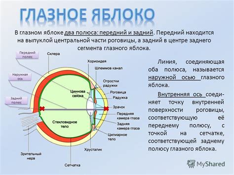 Виды светоощущительных элементов в глазном центре диноса