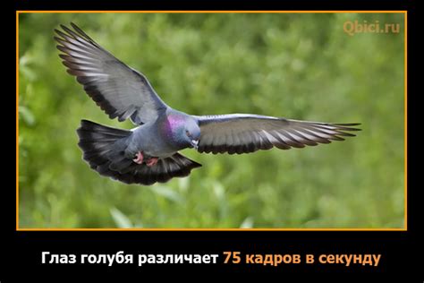 Виды спектра, которые видят голуби
