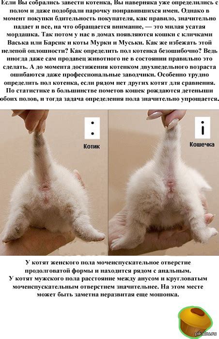 Визуальные признаки пола котенка
