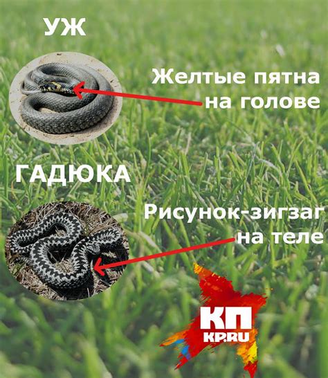 Визуальные характеристики ужей и гадюк