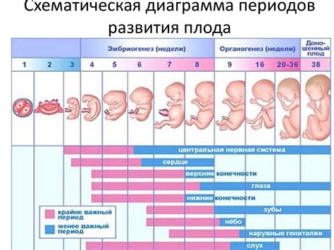 Влияние возраста матери на развитие плода