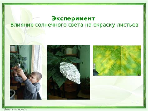 Влияние генетики на окраску листьев