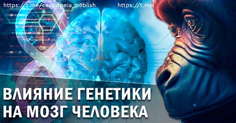 Влияние генетики на размер