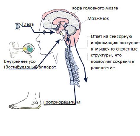 Влияние генетических факторов на вестибулярный аппарат