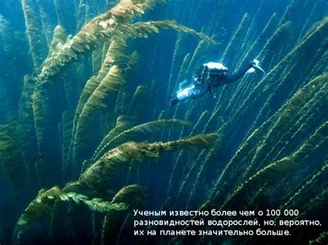 Влияние глубины на формирование разновидностей водорослей