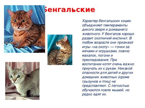 Влияние домашнего содержания на охоту кошек