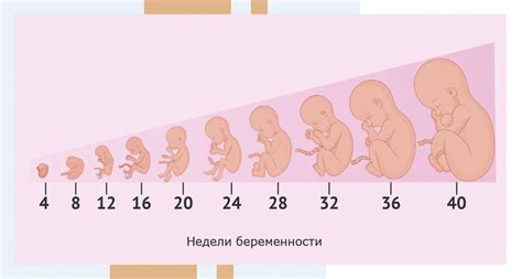 Влияние затвердения живота на развитие плода на 35 неделе