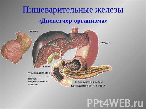 Влияние зверобоя на пищеварение и общее состояние организма