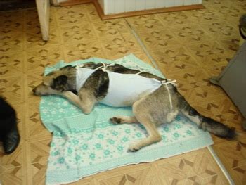 Влияние здоровья на поведение собаки