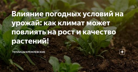 Влияние золы на урожай