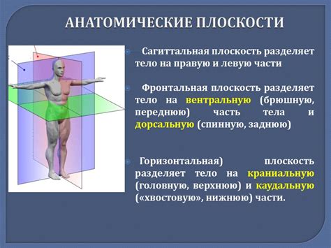 Влияние изучения анатомии на качество рисунков
