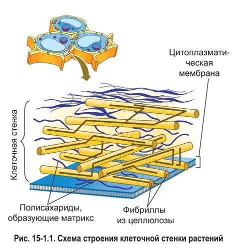Влияние клеточной стенки на функции растительных клеток