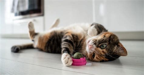 Влияние кошачьей мяты на поведение кошек