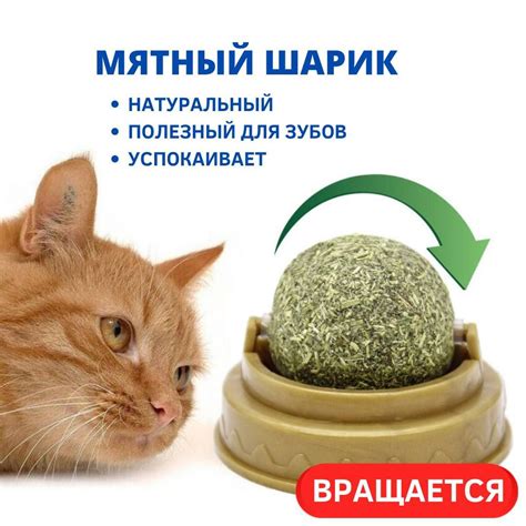 Влияние кошачьей мяты на стресс у кошек