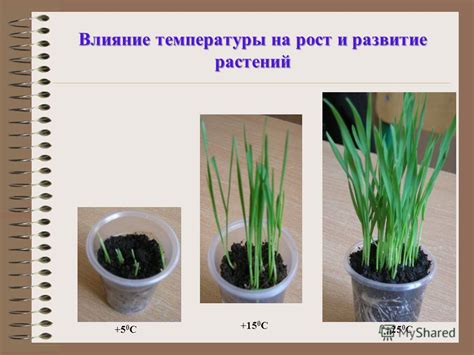 Влияние мочи на растения