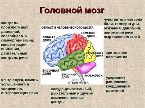 Влияние на активность мозга
