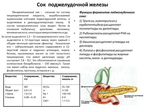 Влияние на желудок и пищеварительную систему