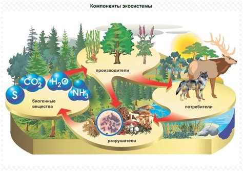 Влияние на почву и природные экосистемы